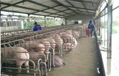 洪水無(wú)情，中糧有情——“新飼軍”與客戶(hù)攜手抗洪，共筑水產(chǎn)養(yǎng)殖防線(xiàn)